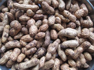 Projelerin çok amaçlı kullanımı için kabukta çiğ yer fıstığı