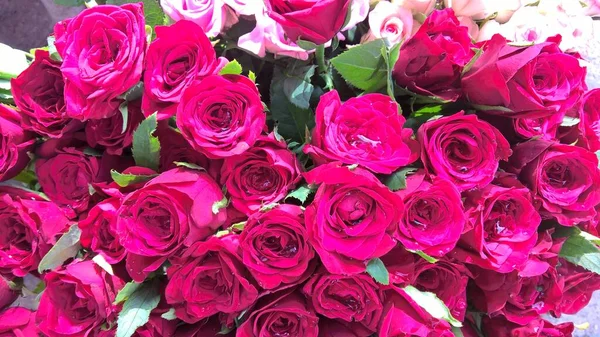 Γραφική Θέα Πολύχρωμα Λουλούδια Τριαντάφυλλο Για Χρήση Πολλαπλών Χρήσεων Των — Φωτογραφία Αρχείου