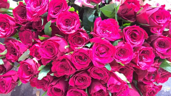 Γραφική Θέα Πολύχρωμα Λουλούδια Τριαντάφυλλο Για Χρήση Πολλαπλών Χρήσεων Των — Φωτογραφία Αρχείου