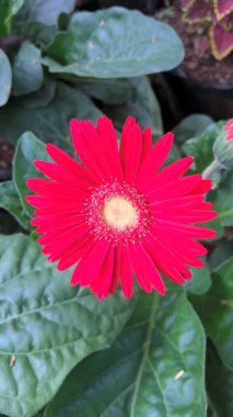 Renkli Gerbera Daisy çiçeğinin manzarası