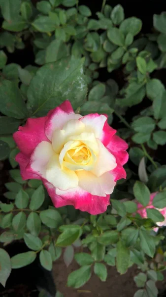 Scenic View Colorful Rose Flowers — Stock Photo, Image