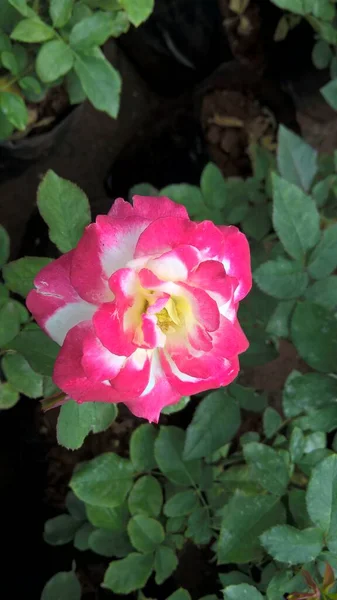Мальовничий Вигляд Барвистих Троянд — стокове фото
