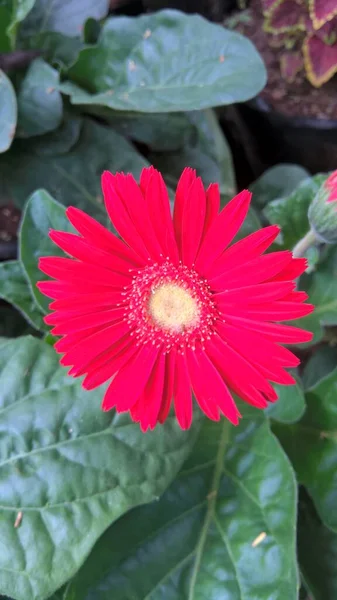 Schilderachtig Uitzicht Kleurrijke Gerbera Daisy Bloem — Stockfoto