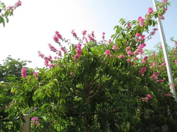 Bel Arbre Fleurs Rose Pour Usage Polyvalent — Photo