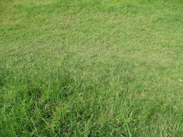 closeup view of fresh green grass for multipurpose use of projects