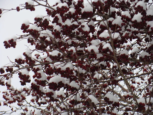 Зимние Красные Ягоды Снегом — стоковое фото