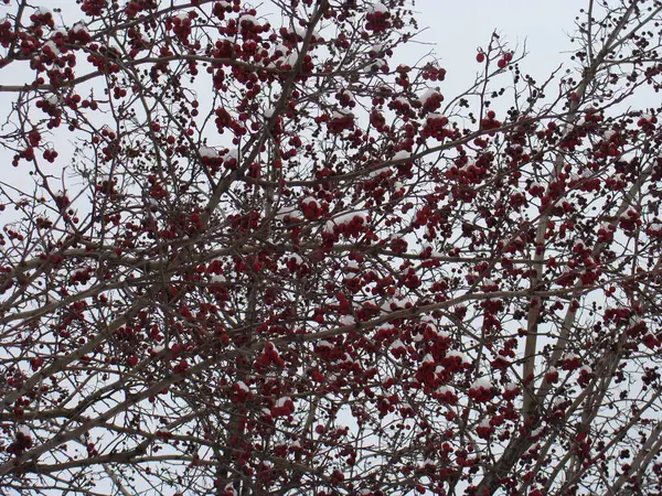 Winter Red Berries Snow — Stock Photo, Image