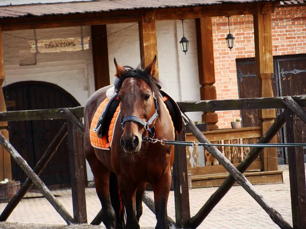 馬に乗る準備ができて茶色の馬 — ストック写真