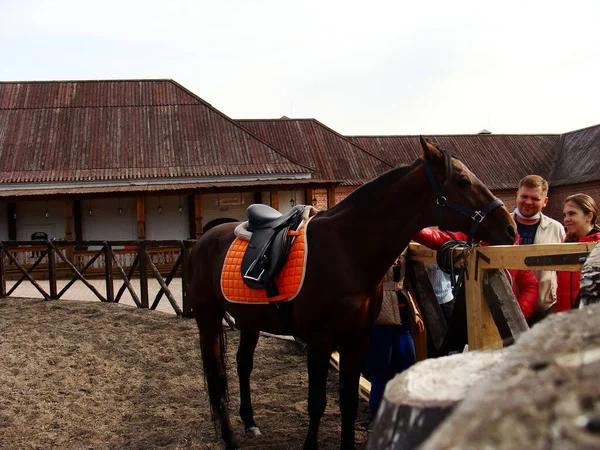 Het Bruine Paard Klaar Voor Rit — Stockfoto