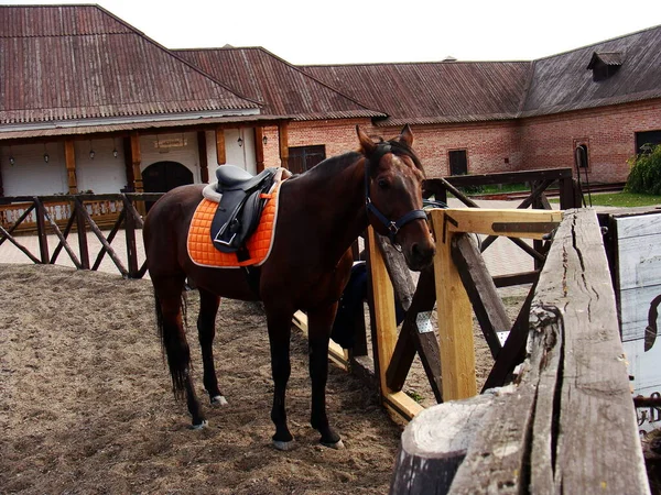 Cavallo Marrone Pronto Viaggio — Foto Stock