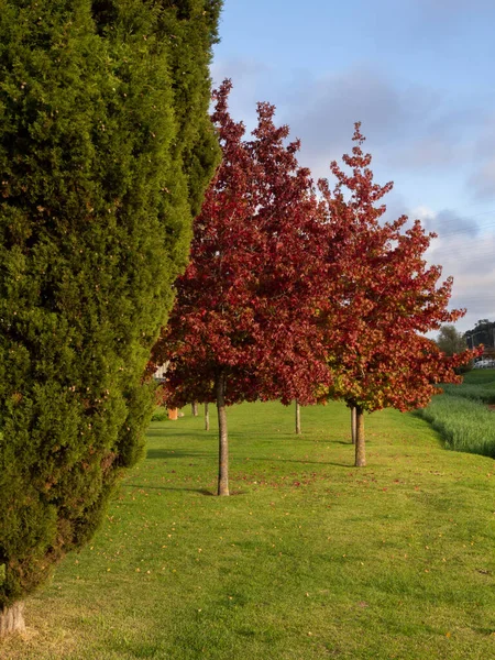 Horizontal landscape of green and red trees and blue sky in natural park with grass, during fall or autumn during sunset in aveiro, portugal