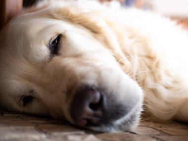 Golden Retriever köpeği uyuyor, ölüyor gibi görünüyor.