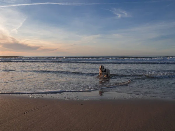 Köpek Golden Retriever Gün Batımında Okyanus Suyunda Banyo Yapıyor — Stok fotoğraf