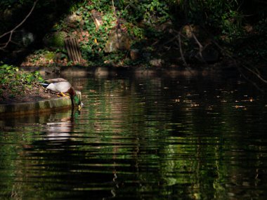 Şirin küçük ördek göle atlıyor, gölde su içiyor, porto yiyor.