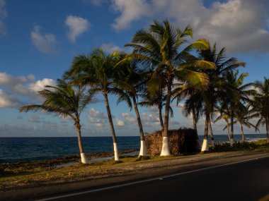 Gün batımında palmiye ağaçları cennet sahillerinde San Andres, Kolombiya, Karayipler 'de deniz kıyısında
