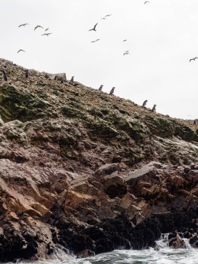  Okyanusta, ica 'da, Peru' da kayalık sahillerde martılar ve pinguenler