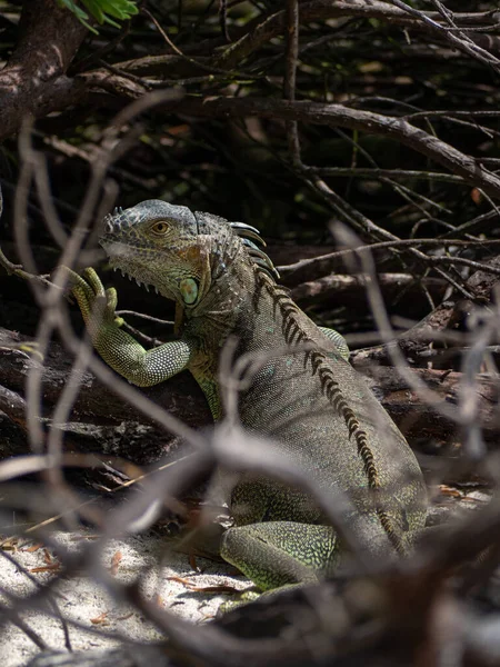 Iguana Salvaje Reptil Lagarto Dragón Una Playa Con Ramas San — Foto de Stock
