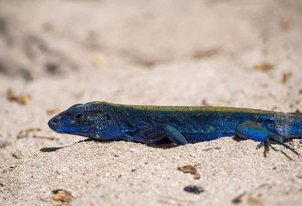 位于圣安德鲁的科洛姆海滩上的蓝色热带奇异蜥蜴 — 图库照片