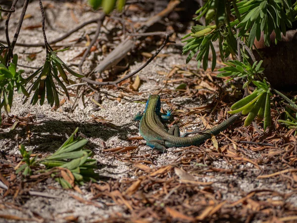 Lagarto Exótico Tropical Azul Una Playa Colombiana San Andrés — Foto de Stock