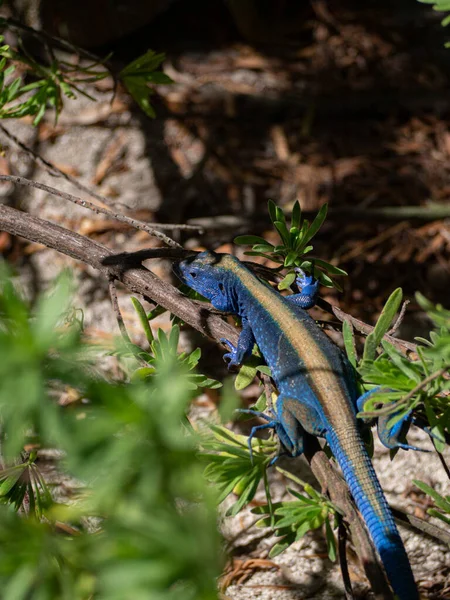 Lagarto Exótico Tropical Azul Una Playa Colombiana San Andrés — Foto de Stock