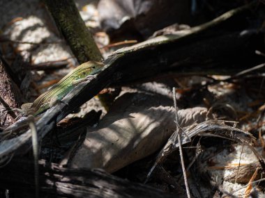 Kızgın iguana kertenkele sürüngeni San Andres Kolombiya sahilinde.