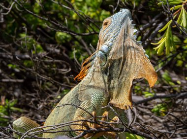 Kızgın iguana kertenkele sürüngeni San Andres Kolombiya sahilinde.