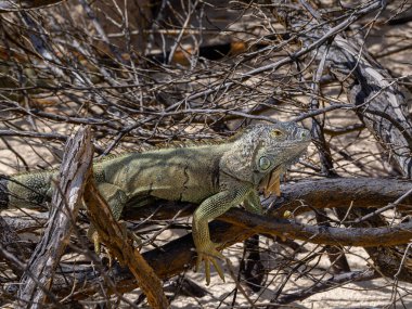 Kızgın iguana kertenkele sürüngeni San Andres Kolombiya sahilinde.