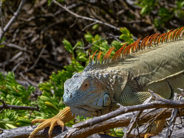 Wütend Verärgert Leguan Eidechse Reptil Einem Strand San Andrés Kolumbien — Stockfoto