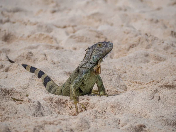 Reptil Lagarto Iguana Enojado Molesto Una Playa San Andres Colombia — Foto de Stock