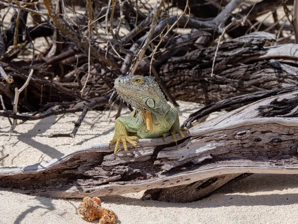 Reptil Lagarto Iguana Enojado Molesto Una Playa San Andres Colombia — Foto de Stock