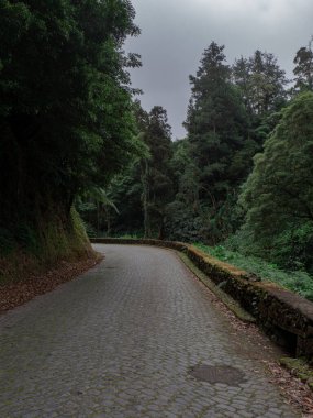 Sisli yol doğal yürüyüş yolunda ağaçlarla ve yosunlarla Sao Miguel 'de ormanda, Azores, Portekiz' de
