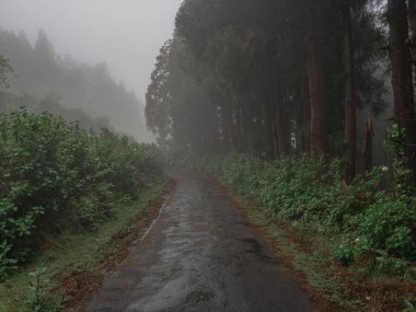 Sisli yol doğal yürüyüş yolunda ağaçlarla ve yosunlarla Sao Miguel 'de ormanda, Azores, Portekiz' de