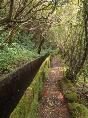 Nehir, ağaçlar ve yosun ile doğal yürüyüş patikası Sao Miguel, Azores, Portekiz