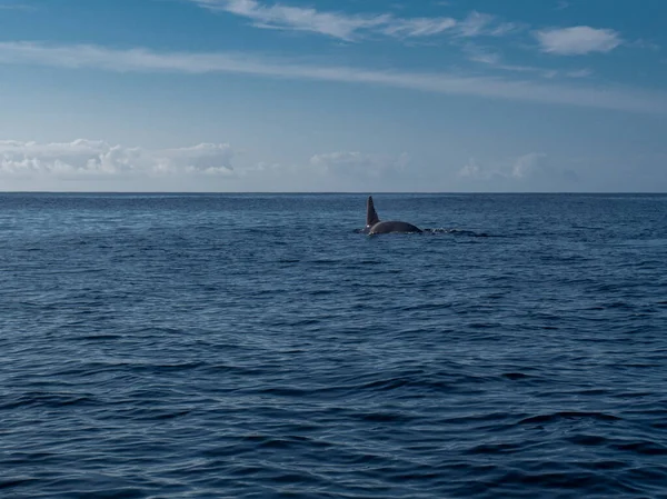 Increíble Puesta Sol Océano Atlántico Con Olas Corrientes Con Delfines — Foto de Stock