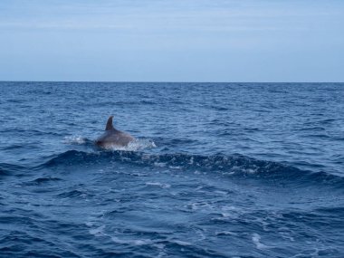 Atlantik Okyanusu 'nda inanılmaz bir gün batımı. Dalgalar ve akıntılar ile vahşi yaşam yunusları ve martılar ve deniz hayvanları Aores, Azores, Portekiz' de.