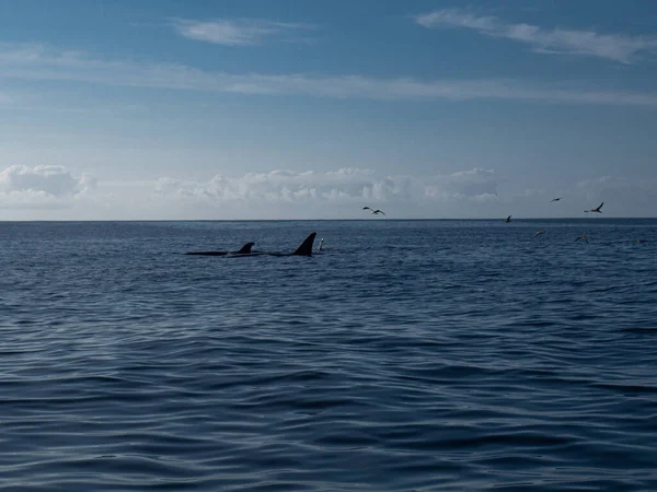 Increíble Puesta Sol Océano Atlántico Con Olas Corrientes Con Delfines —  Fotos de Stock
