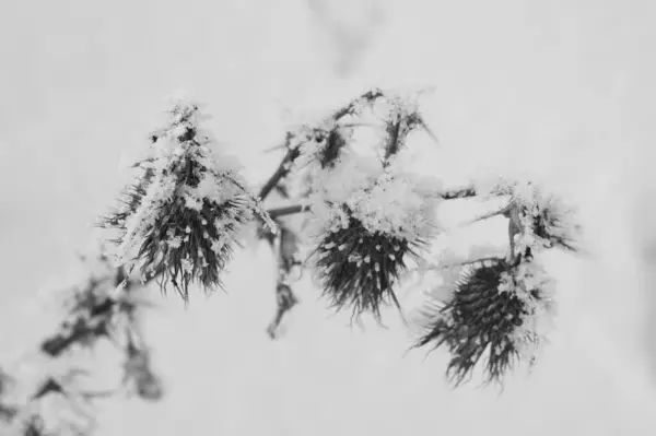 New Year Thorn Frame Three Thorns Burdock New Year Frost — Stock Photo, Image