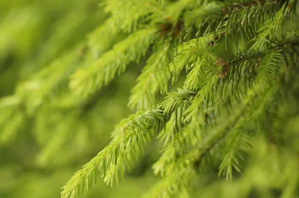 Weihnachtsbaumzweig Die Aufnahme Entstand Bei Einem Waldspaziergang Einem Frostigen Sonnigen — Stockfoto