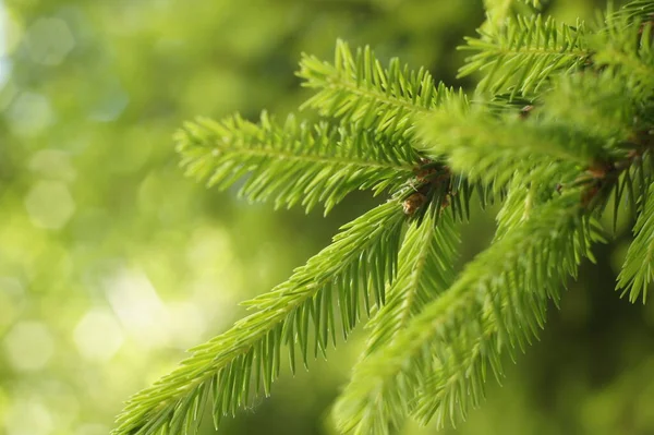 Christmas Tree Branch Shot Taken Walk Woods Frosty Sunny Day — Stock Photo, Image