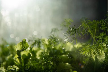 Taze organik yeşil marul yaprakları ve dereotu, yakın plan, atmosferik