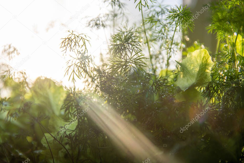 Fresh organic green lettuce leaves and dill, closeup , atmospheric