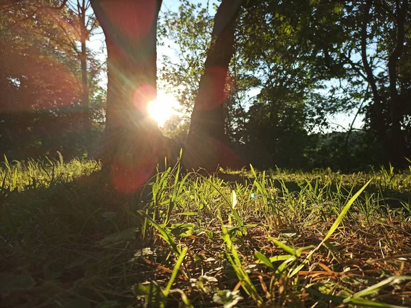 Letnie drzewa leśne. natura zielone drewno sunlight tła. — Zdjęcie stockowe