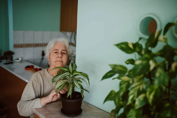 Старшая Женщина Растение Кухне — стоковое фото
