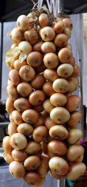 Sonbaharda hasat soğan.