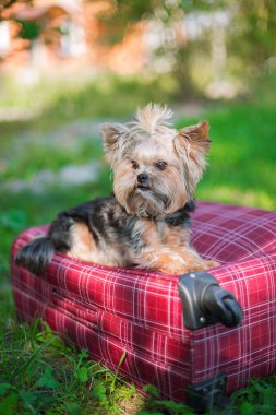 Yorkshire Terrier bavula oturan