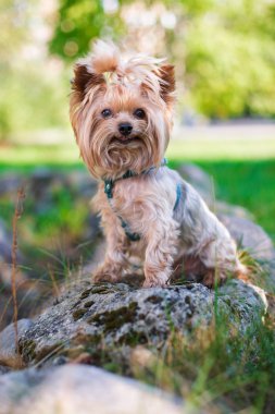Yorkshire Terrier kameraya gülümseyen