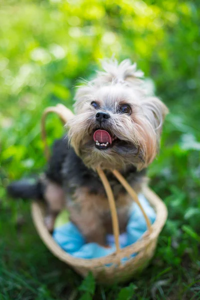 Yorkshire Terrier sitzt im Korb — Stockfoto