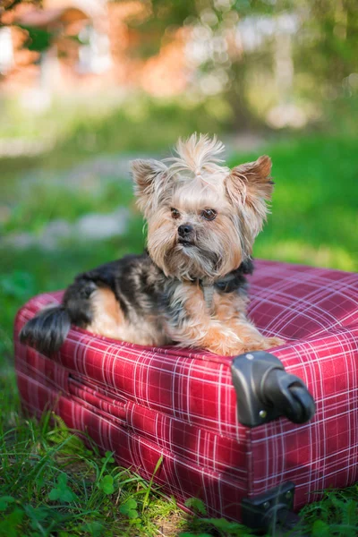 Yorkshire Terrier ül a bőrönd — Stock Fotó