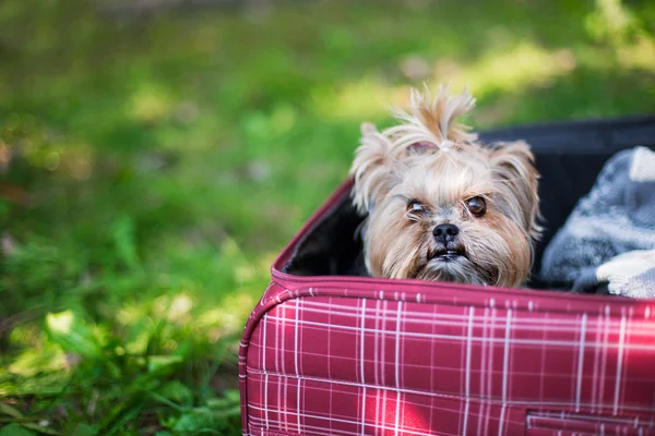 Yorkshire Terrier ül a bőrönd — Stock Fotó