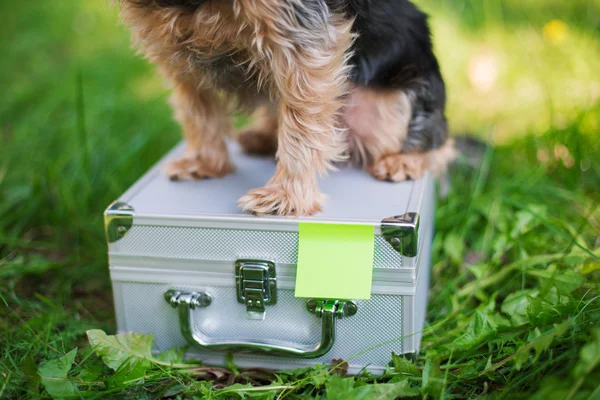 Yorkshire Terrier sitzt auf Blechkoffer — Stockfoto